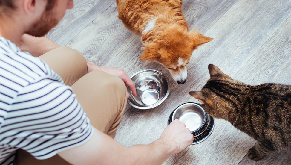 Ask Dr. Jenn: Is it okay to switch up my pet's diet?